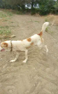 سگ نژاد ترکمن