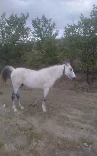 اسب