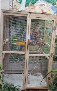قفس چوبی