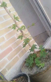 گل و گیاه معاوضه هم دارم