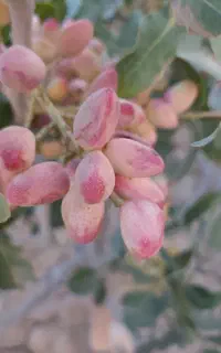 فروش پسته تر لب ماتیکی