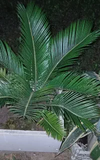 گل های خونگی