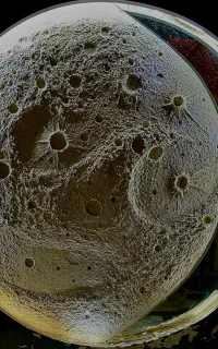 سالندار و پیک موتوری