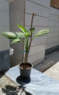 گل طبیعی
