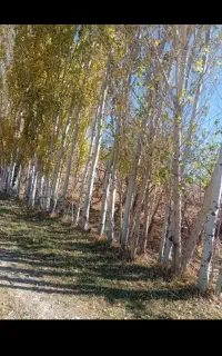 هرس و برش درختان میوه وبی ثمر