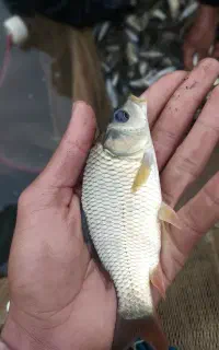 بچه ماهی قزل‌آلا،آموروکپور