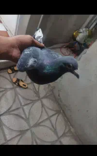 کبوتر