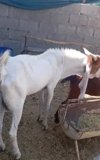 پازن گلابی