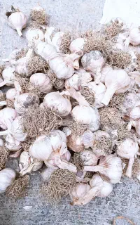 فروش سیر خشک محلی