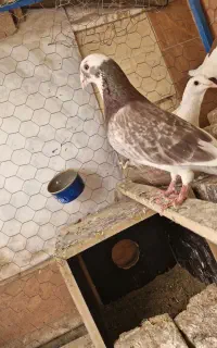 فرش طرح کبوتر