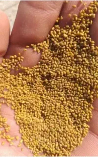 بذر یونجه