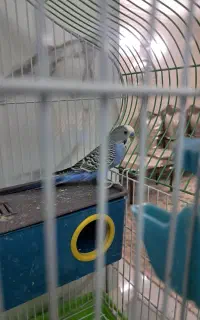 مرغ عشق