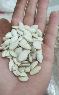 تخمه کدو
