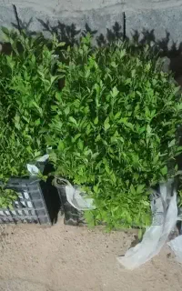 نشائ گوجه کردی درشت