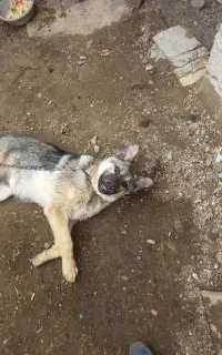 سگ نژاد ژرمن