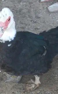 اردک اسرائیلی ماده