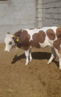 گوساله ماده سیمینتال