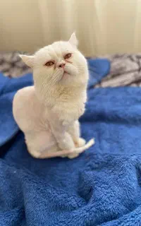 بریتیش سفید نر