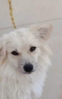 سگ پاکوتاه
