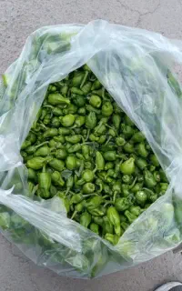 فلفل ریز
