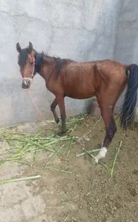 اسب نریان عرب
