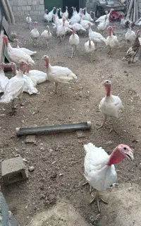 بوقلمون ۴۰عدد فروش یک جا