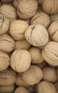 گردو درجه یک عالی پوست نازک درشت مغز پرکامل