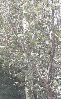 علف زنی باغ انجام میشود