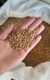 گندم بذری  احسان