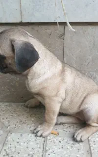 توله پاگ نخودی