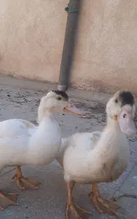 ۲عدد اردک خانگی خوشکل