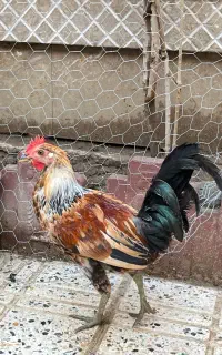 خروس و نیمچه لری اصیل