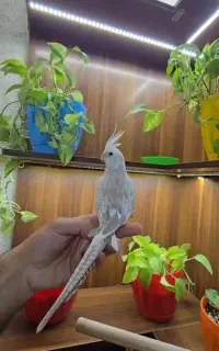 جفت عروس هلندی