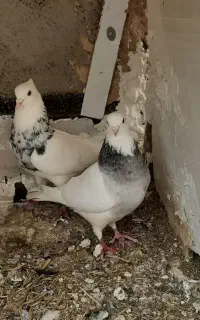 اسبا بازی جدید، کبوتر مفت و ارزون
