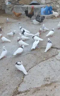 هراج کبوترطوقی لنده روستا آبرزگه،، معاوضه بامرغ