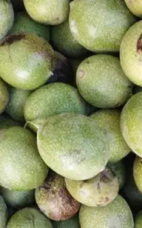 گردو  درجه یک .... لرستان یک