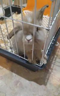خرگوش لوپ ترکیش ۲ ماهه