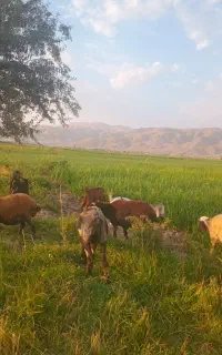 ۱۰تامیش۳ماه چکی دارم