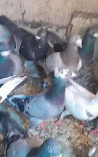 کبوتر