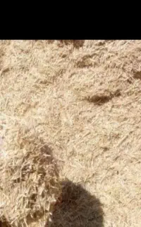 کاه گندم دیم