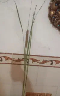 گل  نی زار تزینی