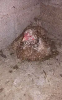 مرغ کرک