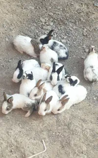 بچه خرگوش