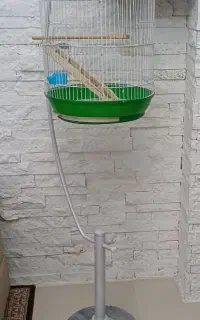 قفس