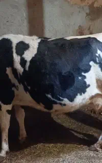 توزیع کنسانتره بصورت نقدو اقساط