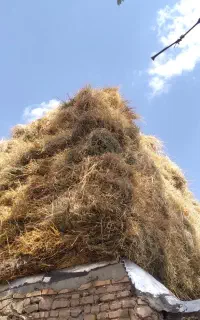 ال باغی قیمت ۲۵۰