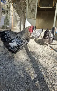 مرغ و خروس ویاندوت