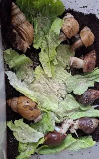 واگذاری رایگان حلزون پروزشی