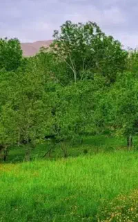 گیاه و علوفه حیوانات
