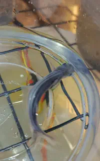 ماهی پنگوسی